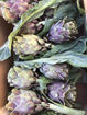 Picture of Artichokes - Globe