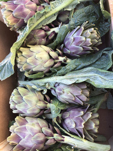 Picture of Artichokes - Globe
