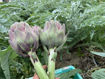 Picture of Artichokes - Globe