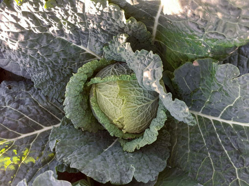 Picture of Cabbage - Savoy