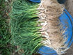 Picture of Garlic - Fresh