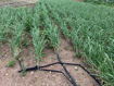 Picture of Garlic - Fresh