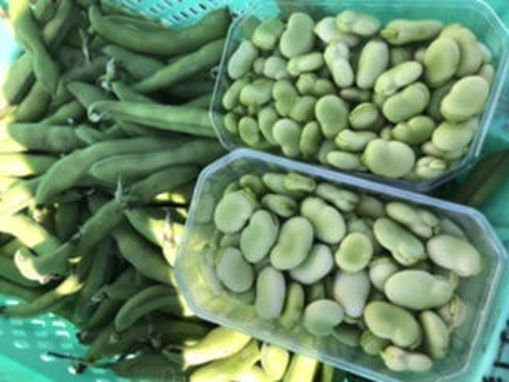 Picture of Broad Beans (Ful)