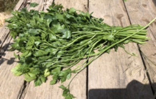 Picture of Parsley - Bunch