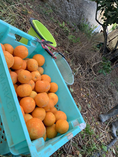 Picture of Oranges