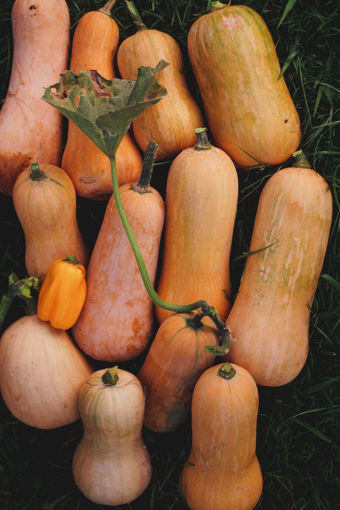 Picture of Butternut Squash (c. 2Kg)
