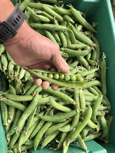 Picture of Fresh Peas