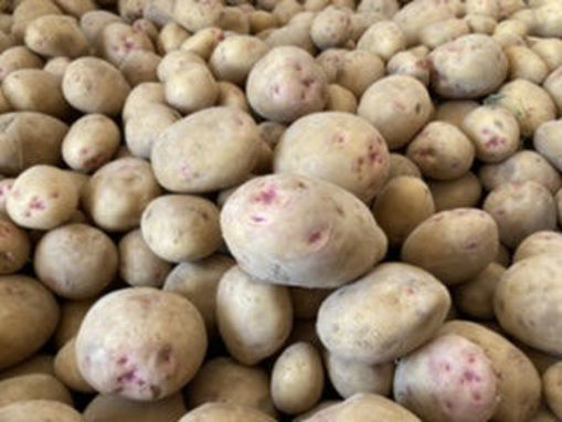 Picture of Potatoes (Red Eye)