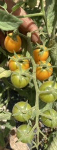 Picture of Cherry Tomatoes ( Yellow) - Small Pack