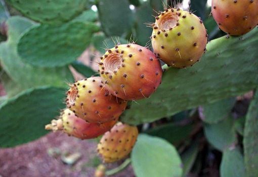 Picture of Prickly Pears - Unpeeled