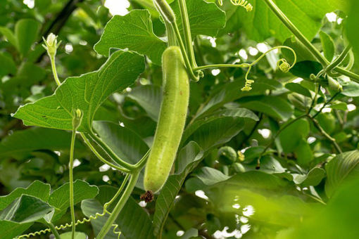 Picture of Bottle Gourd