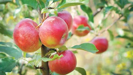 Picture of Apples - Fuji