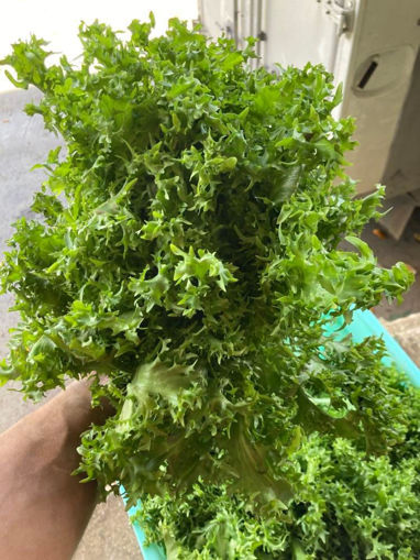 Picture of Endive