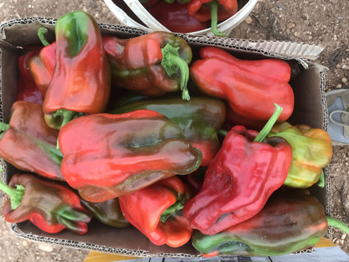 Picture of Pepper - Red