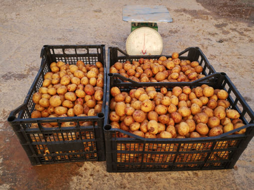 Picture of New Potatoes - Pack of 5 Kilos