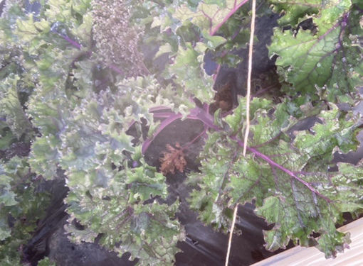 Picture of Kale - Red Russian