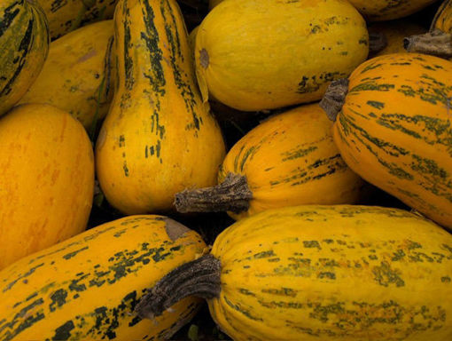 Picture of Spaghetti Squash