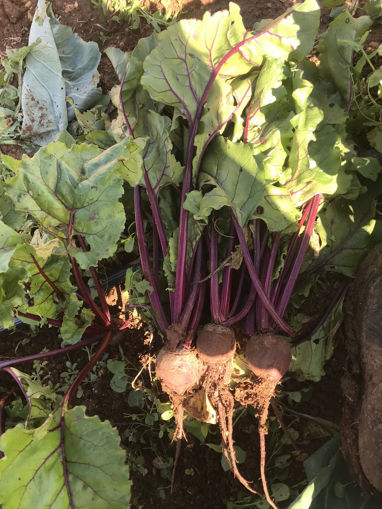 Picture of Beetroot - By Bunch