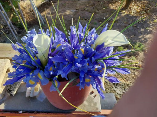 Picture of Bouquet of Iris