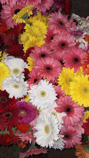 Picture of Gerberas - Pack of 12