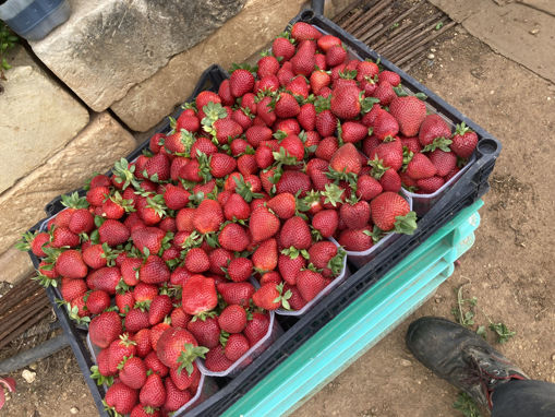 Picture of Strawberries - 1 Kilo Pack