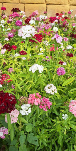 Picture of Breanthus - Bouquet