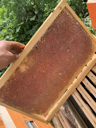Picture of Natural Honey Comb - Multiflora