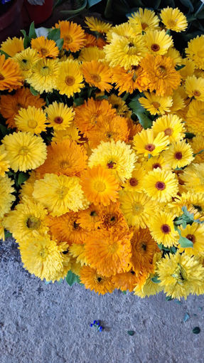 Picture of Marigolds - Bouquet