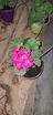 Picture of Sardinell (Geraniums) - Plant