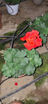 Picture of Sardinell (Geraniums) - Plant