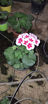 Picture of Sardinell (Geraniums) - Plant