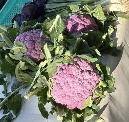 Picture of Cauliflower - Pink