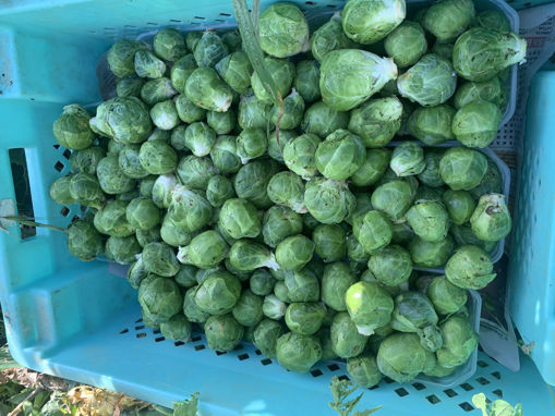 Picture of Brussel Sprouts