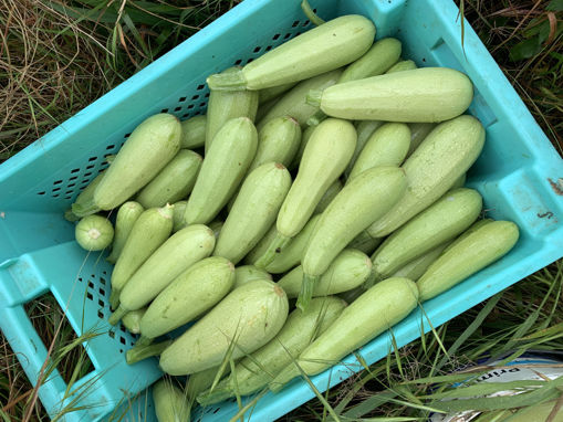 Picture of Marrows - Long