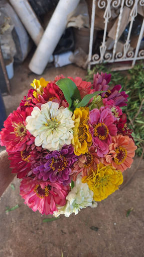 Picture of Bouquet of Zinnias