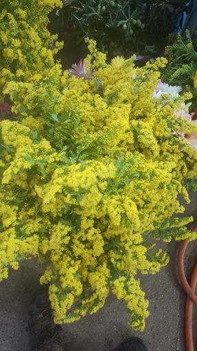 Picture of Solidago