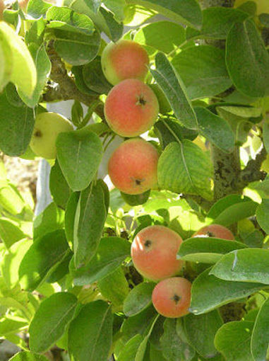 Picture of Bambinella Pears